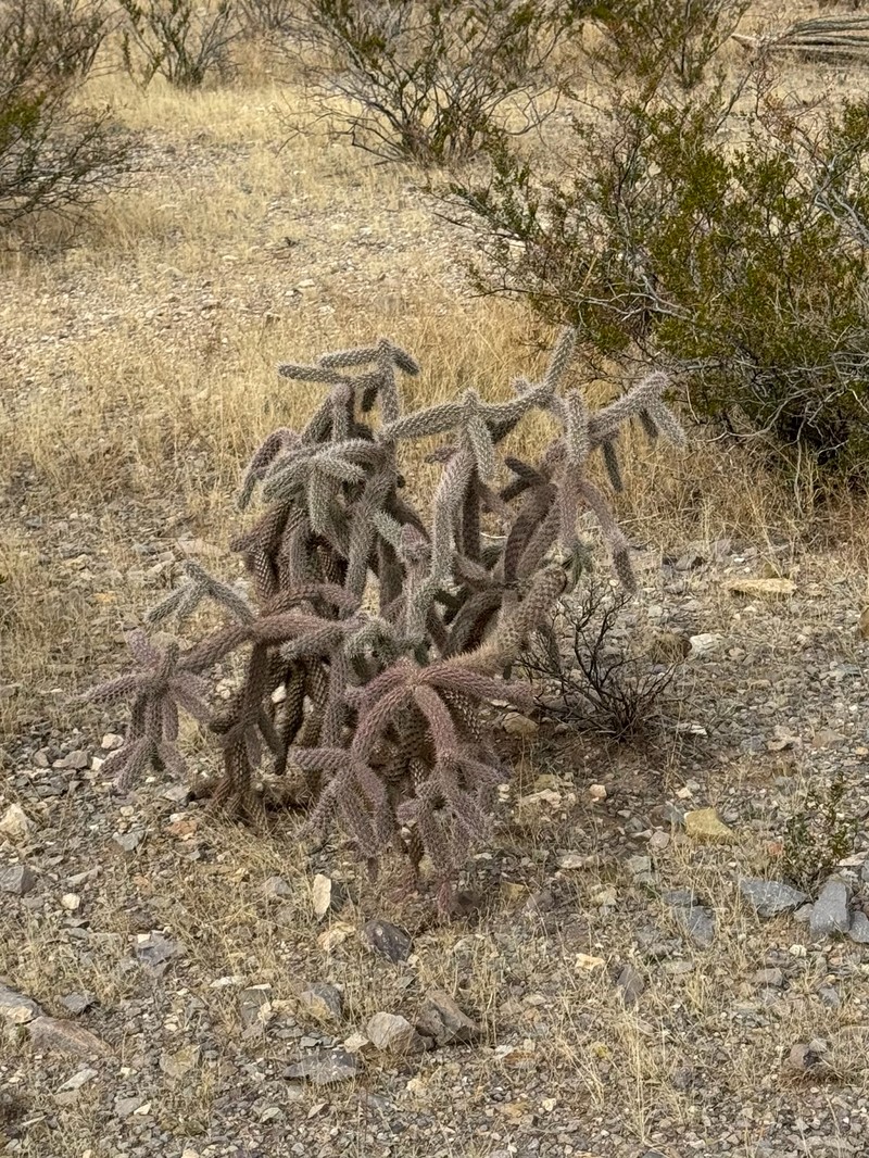 Walkingstick Cactus photo 7