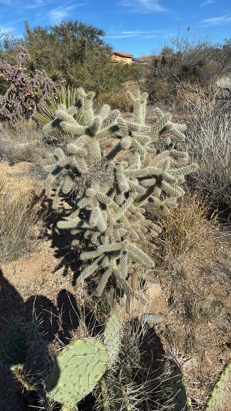 Walkingstick Cactus photo 8