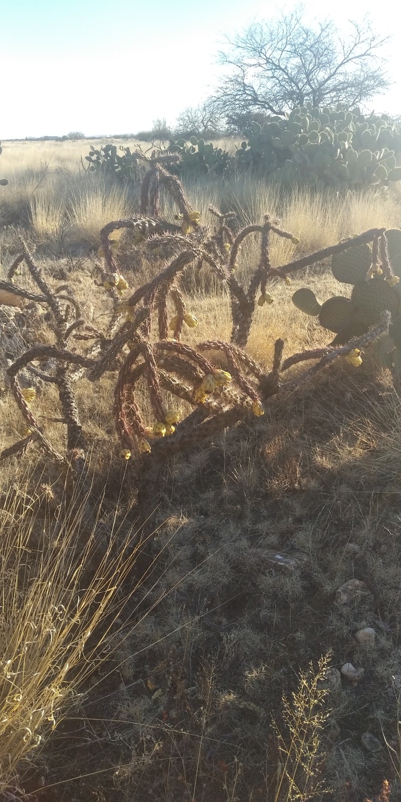 Cylindropuntia imbricata subsp. spinotecta
