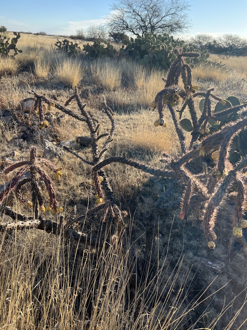 Cylindropuntia imbricata subsp. spinotecta photo 2