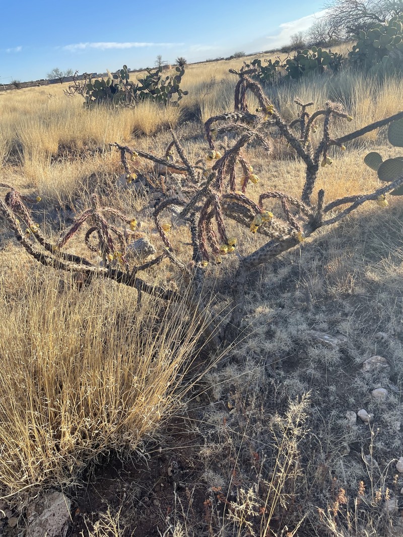Cylindropuntia imbricata subsp. spinotecta photo 3