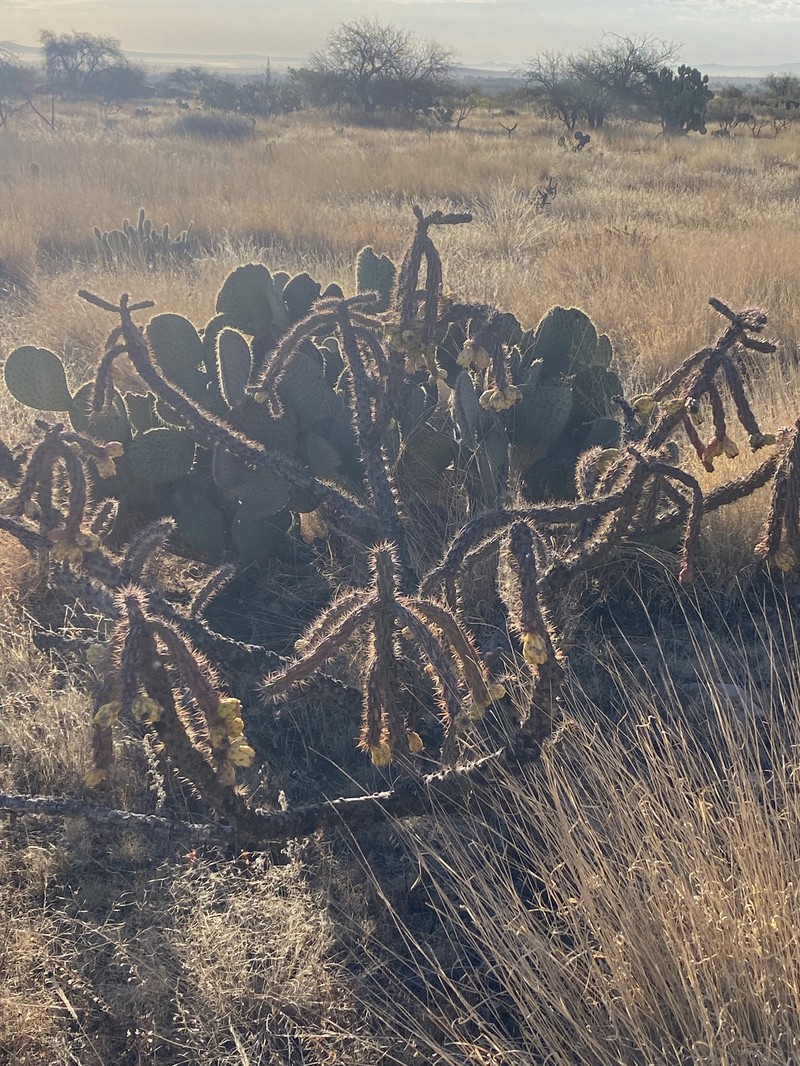 Cylindropuntia imbricata subsp. spinotecta photo 4
