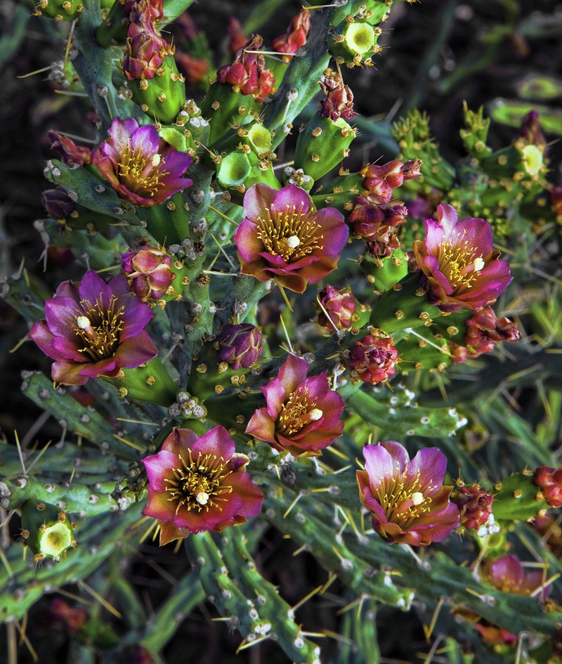 Candle Cholla