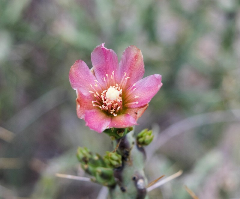 Candle Cholla photo 2