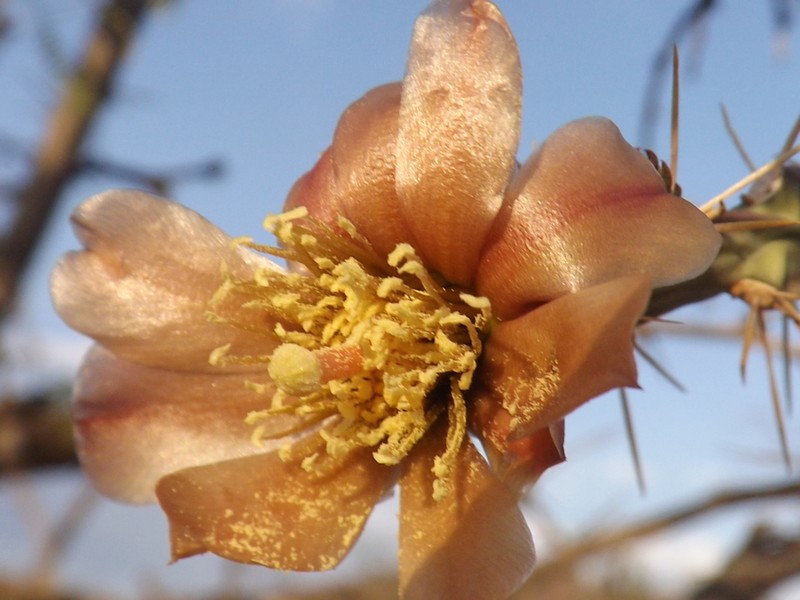 Candle Cholla photo 3