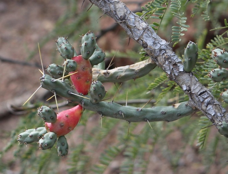 Candle Cholla photo 4