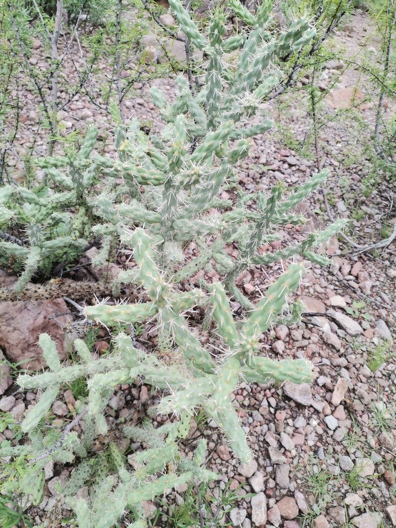 Candle Cholla photo 5