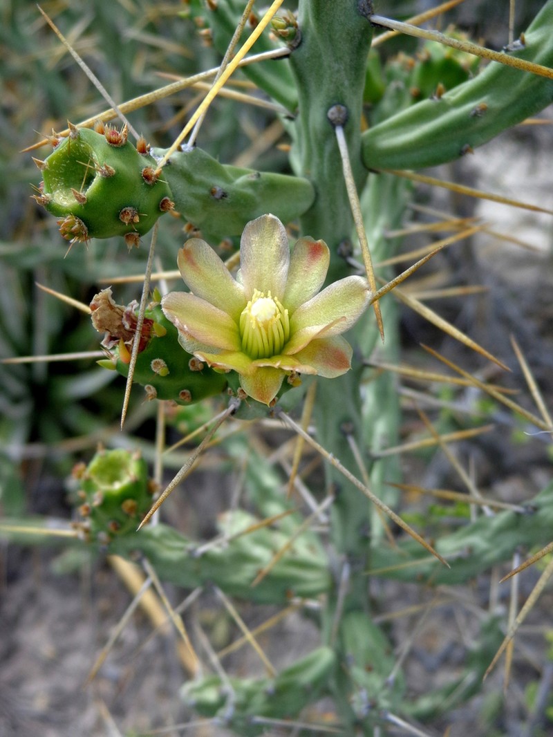 Candle Cholla photo 6