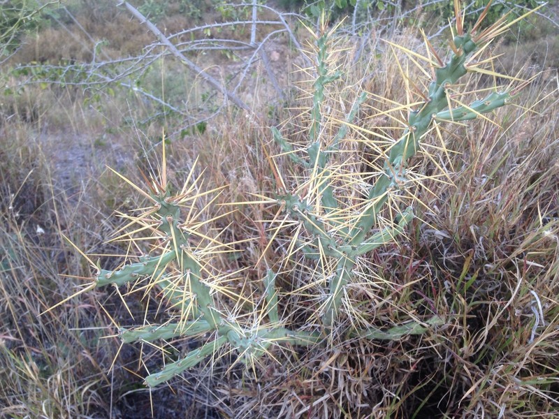 Candle Cholla photo 7