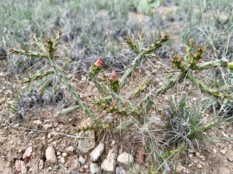 Candle Cholla photo 8