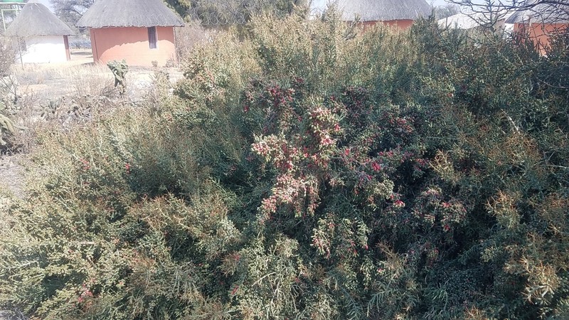 Christmas Cactus photo 3