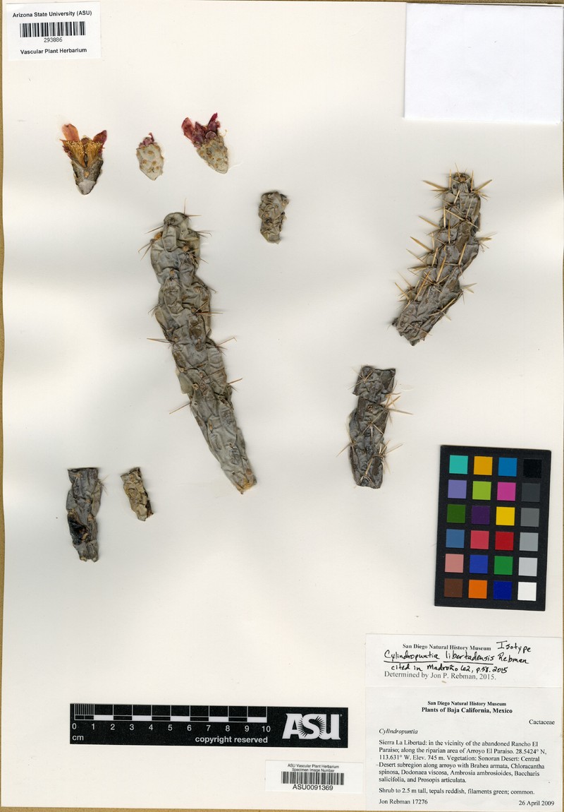 Cylindropuntia libertadensis