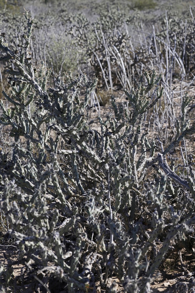 Cylindropuntia molesta subsp. molesta