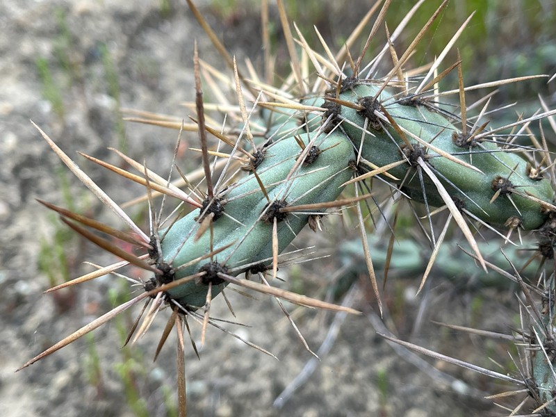 Cylindropuntia molesta subsp. molesta photo 2