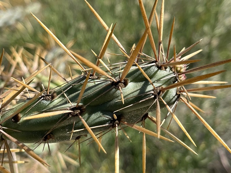 Cylindropuntia molesta subsp. molesta photo 3