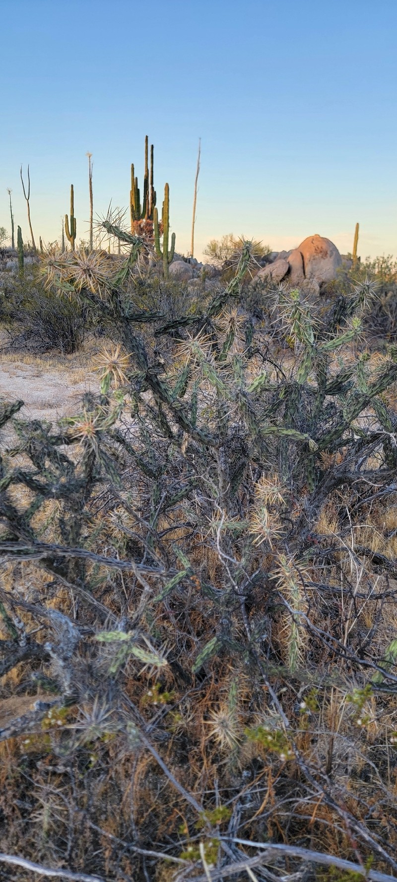 Cylindropuntia molesta subsp. molesta photo 4