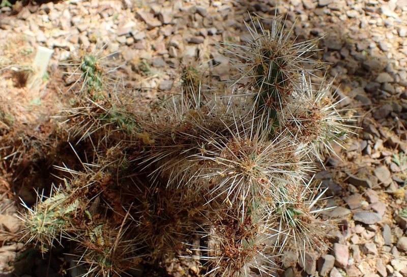 Blue Diamond Cholla