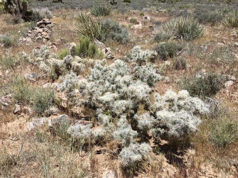 Blue Diamond Cholla