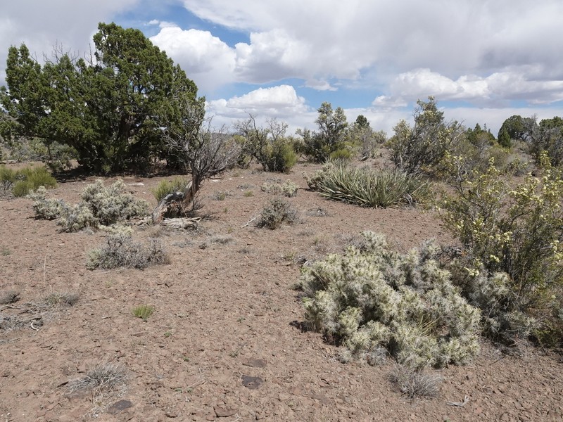 Blue Diamond Cholla photo 2