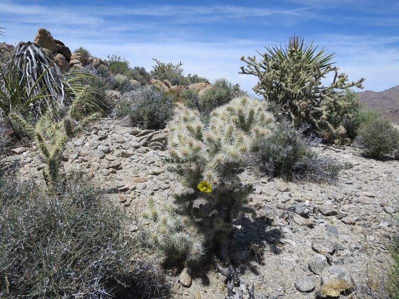 Blue Diamond Cholla photo 3