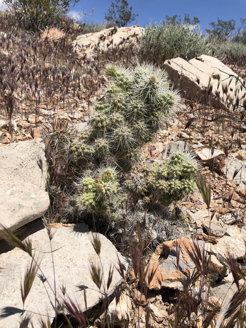 Blue Diamond Cholla photo 4