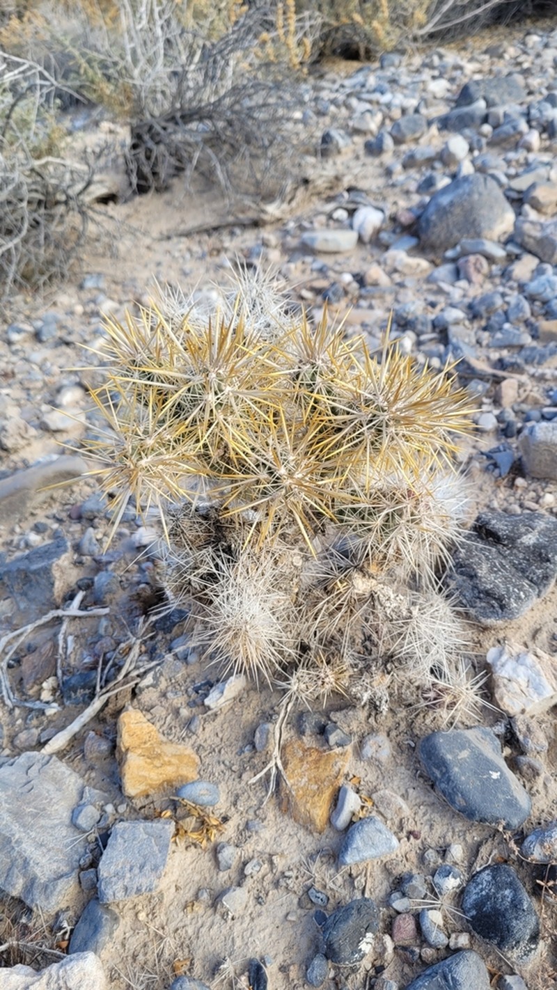 Blue Diamond Cholla photo 5