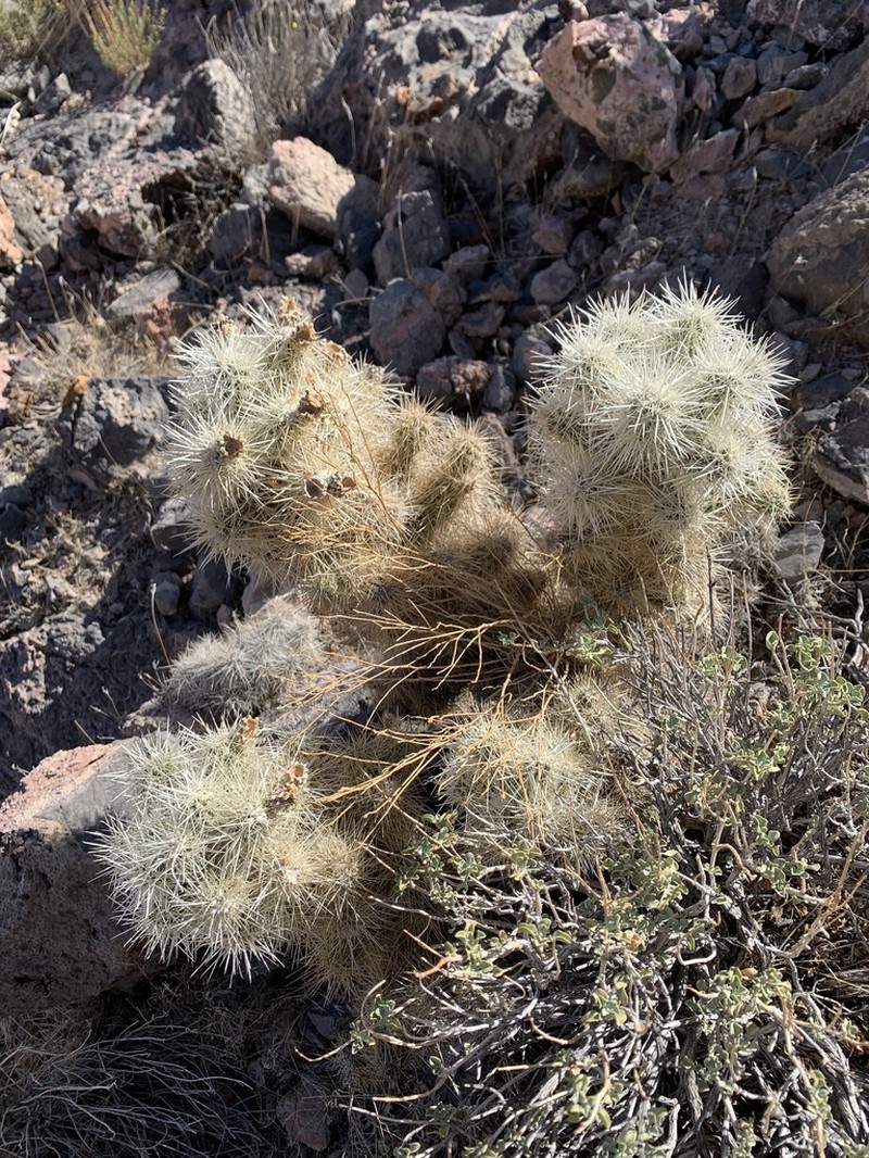 Blue Diamond Cholla photo 6