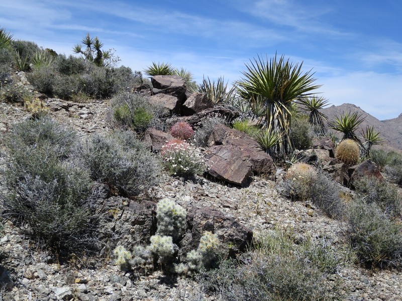 Blue Diamond Cholla photo 7