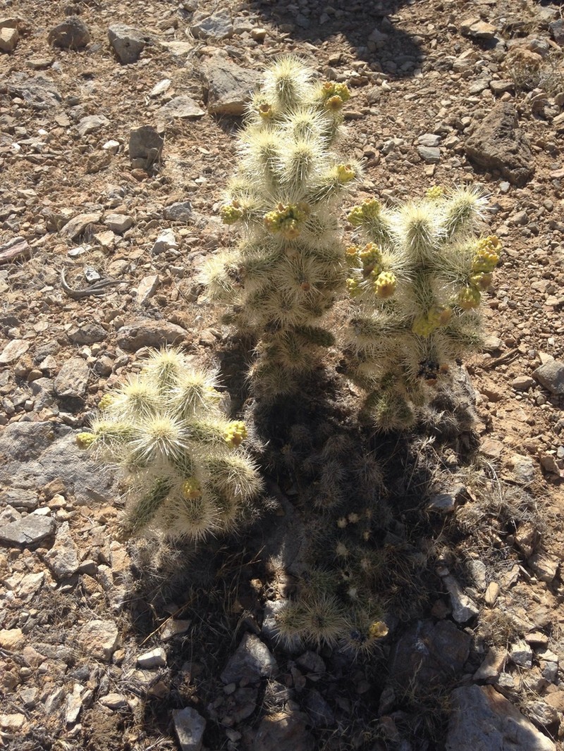 Blue Diamond Cholla photo 8