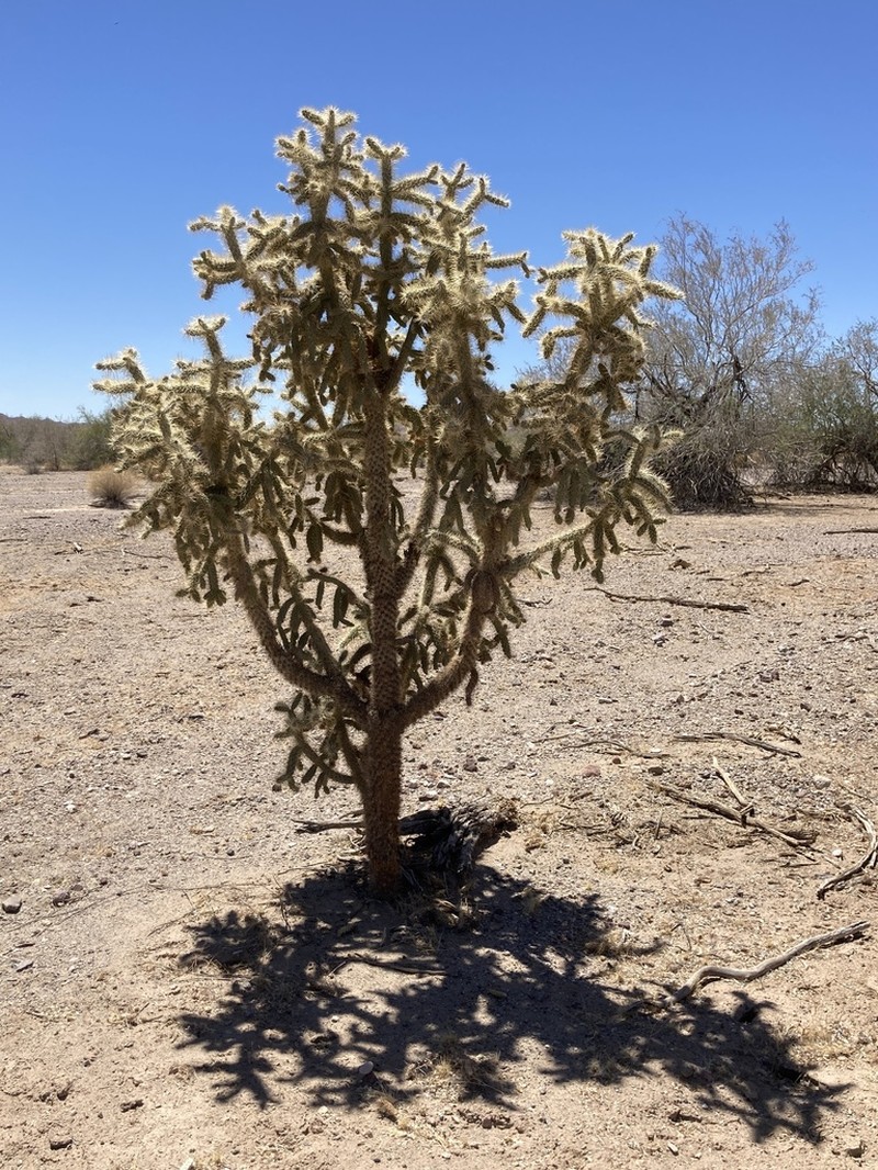 Munz's Cholla