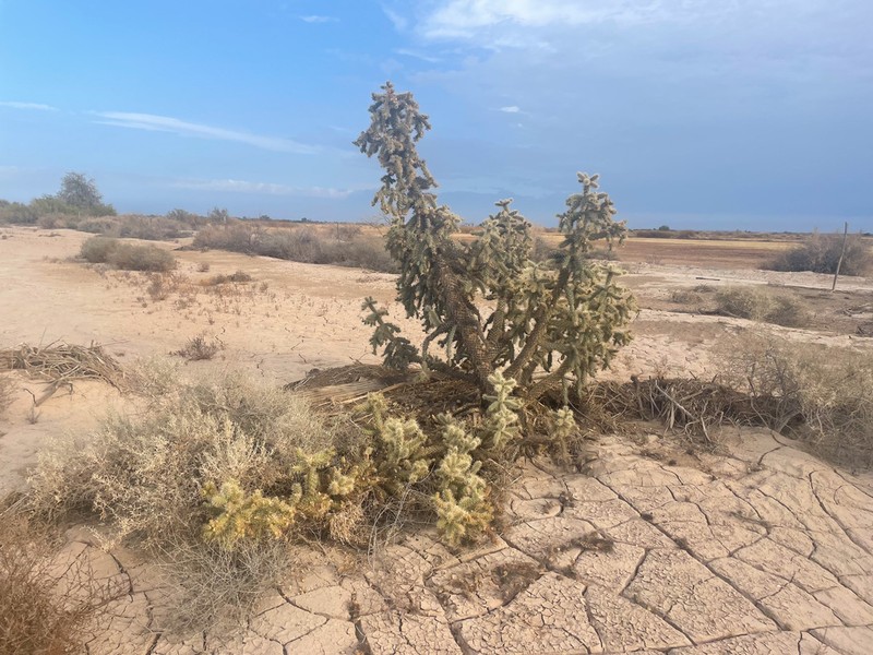 Munz's Cholla photo 2