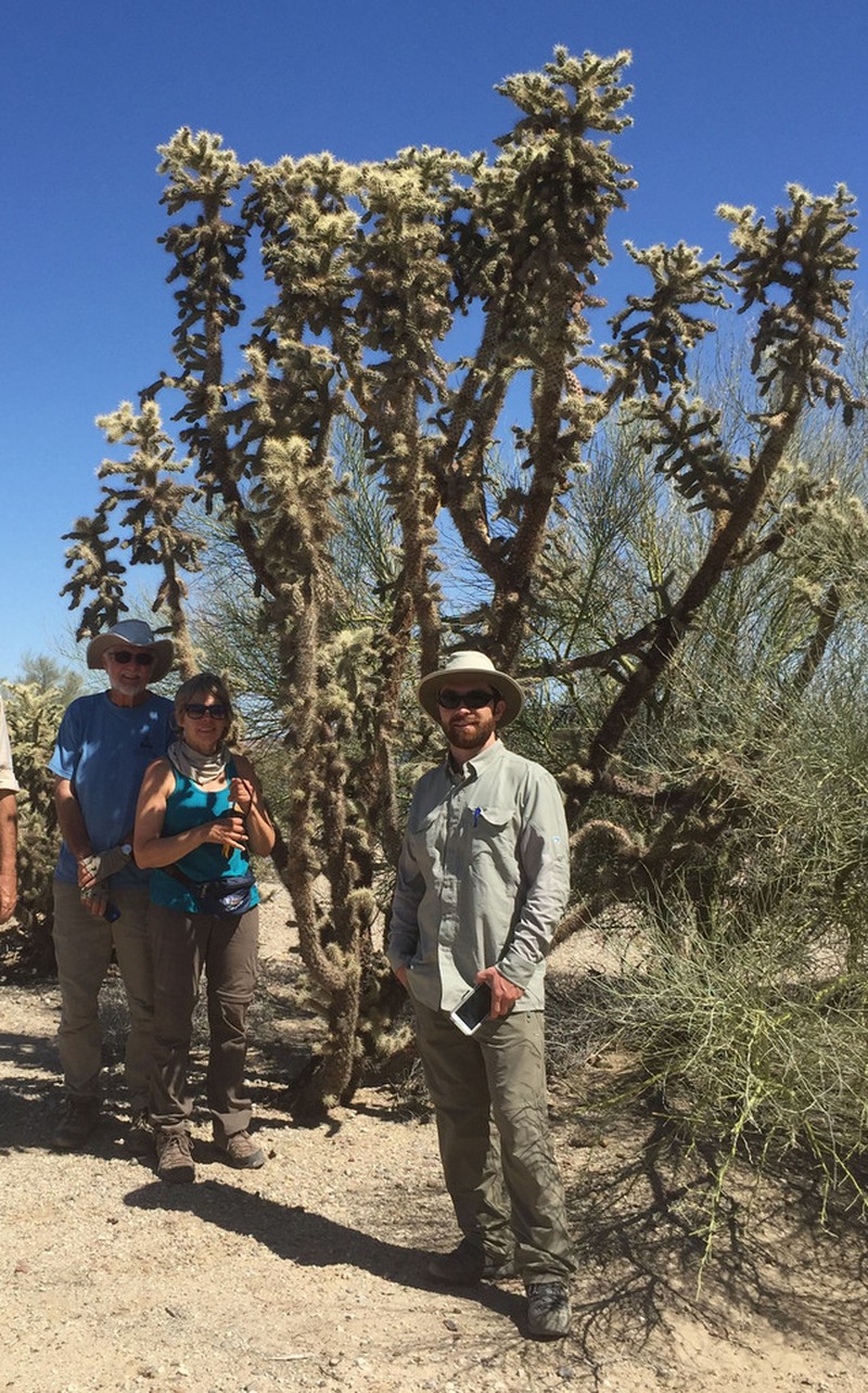 Munz's Cholla photo 3