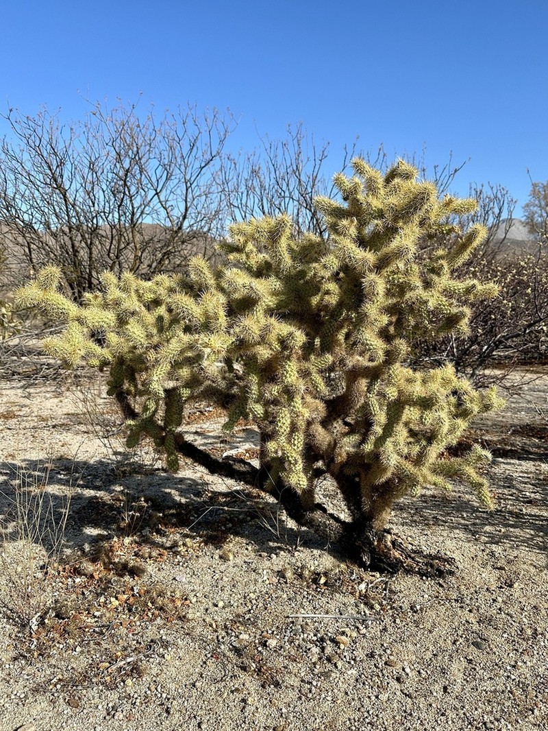 Munz's Cholla photo 4
