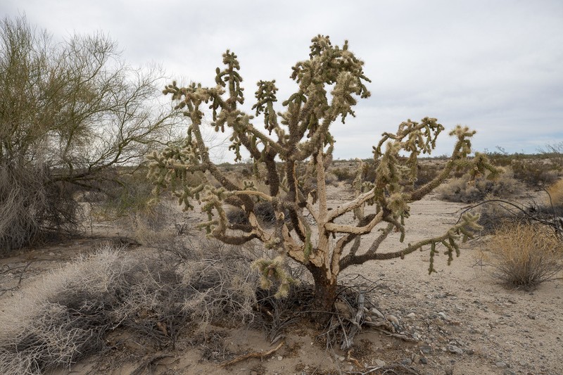 Munz's Cholla photo 5