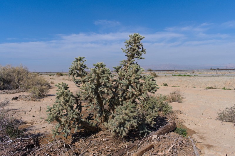 Munz's Cholla photo 6