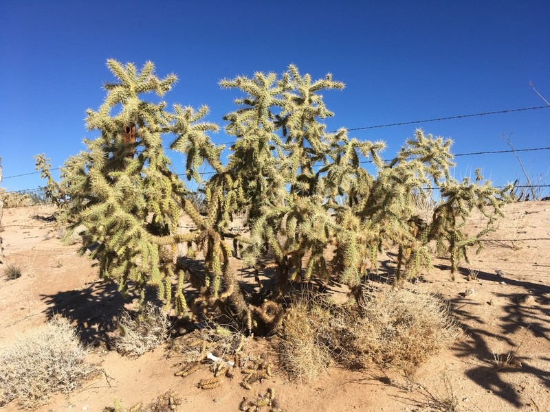 Munz's Cholla photo 7