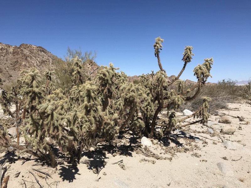 Munz's Cholla photo 8