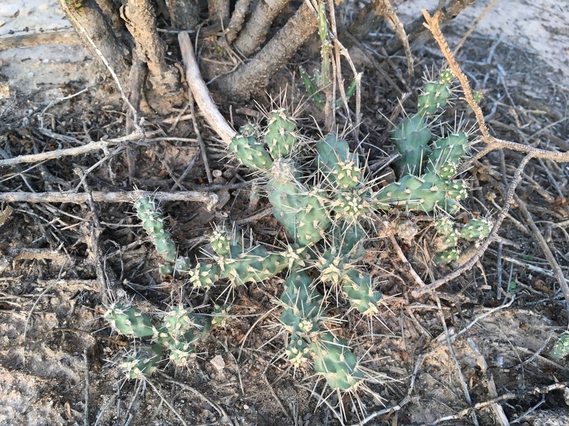 Cylindropuntia perrita