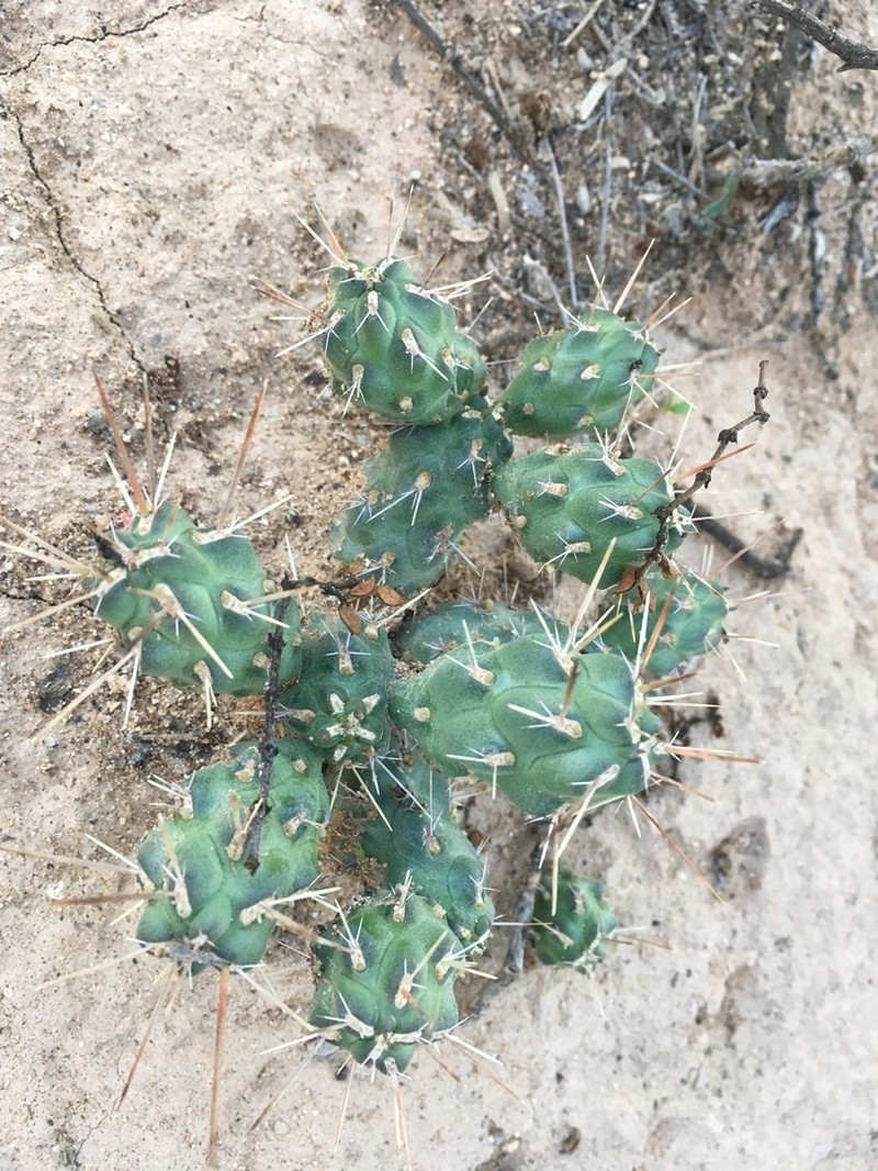 Cylindropuntia perrita photo 2