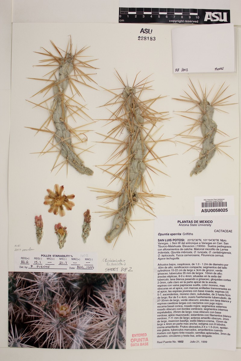 Cylindropuntia perrita photo 3
