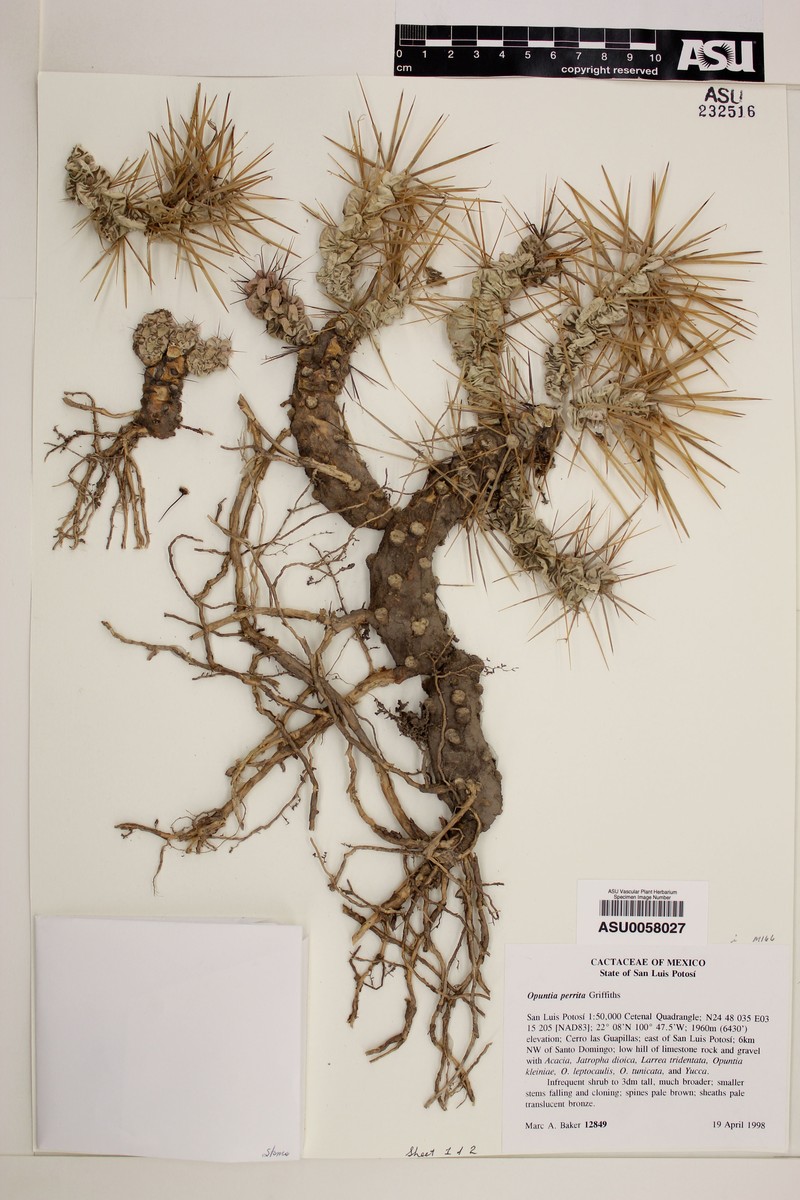 Cylindropuntia perrita photo 4
