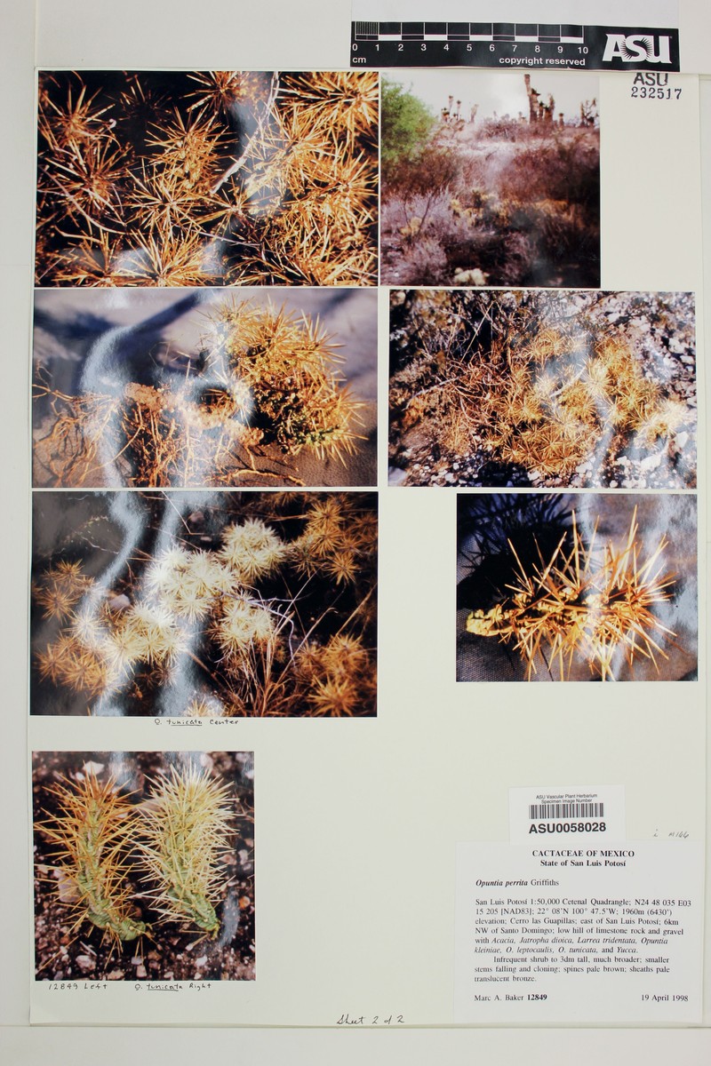 Cylindropuntia perrita photo 5