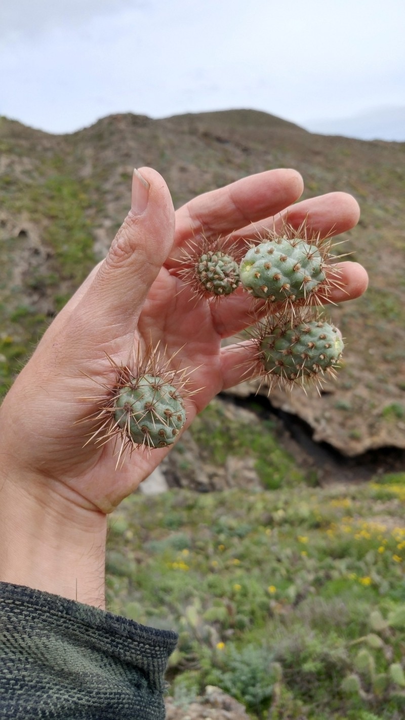 Coastal Cholla