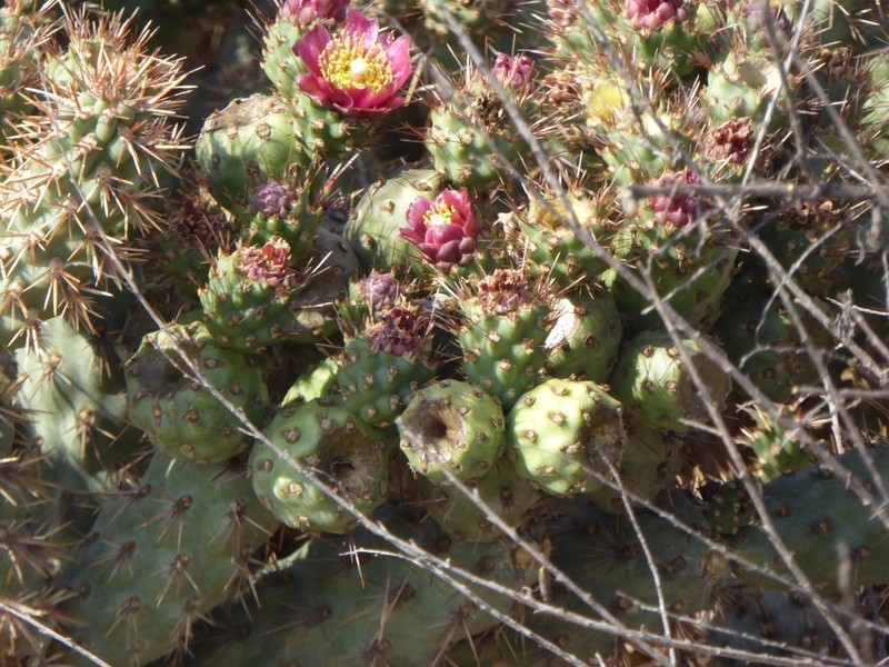 Coastal Cholla photo 2