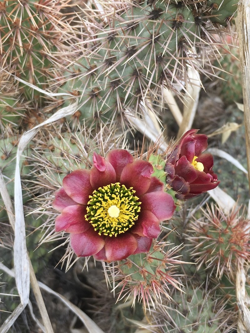 Coastal Cholla photo 3