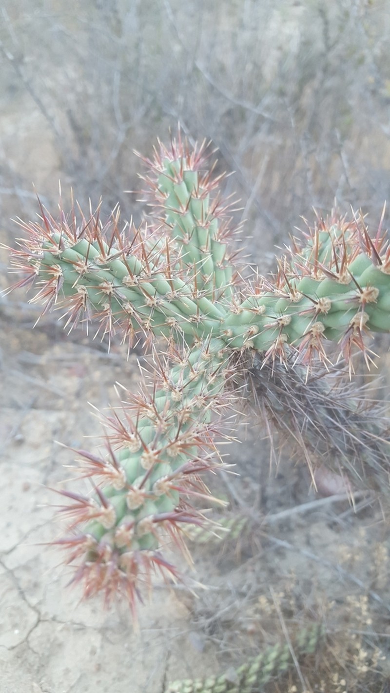 Coastal Cholla photo 4