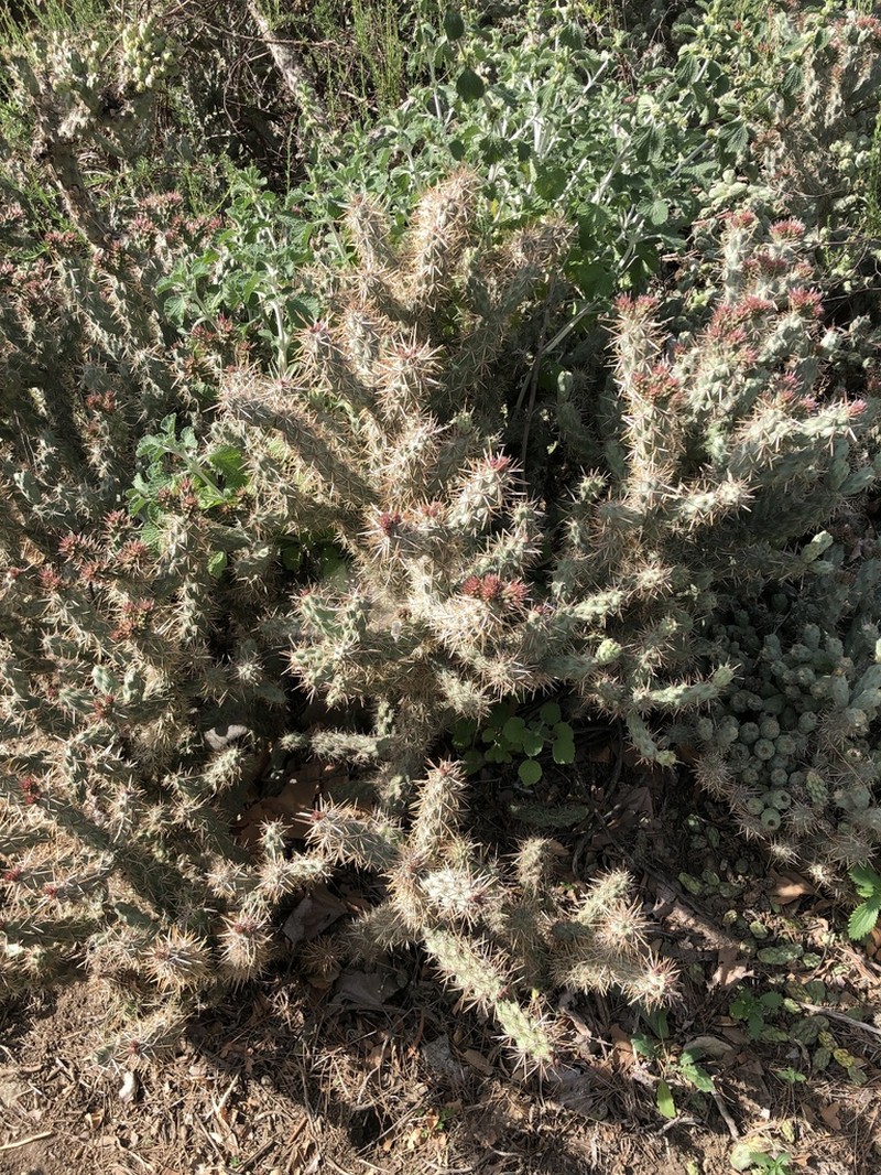 Coastal Cholla photo 5