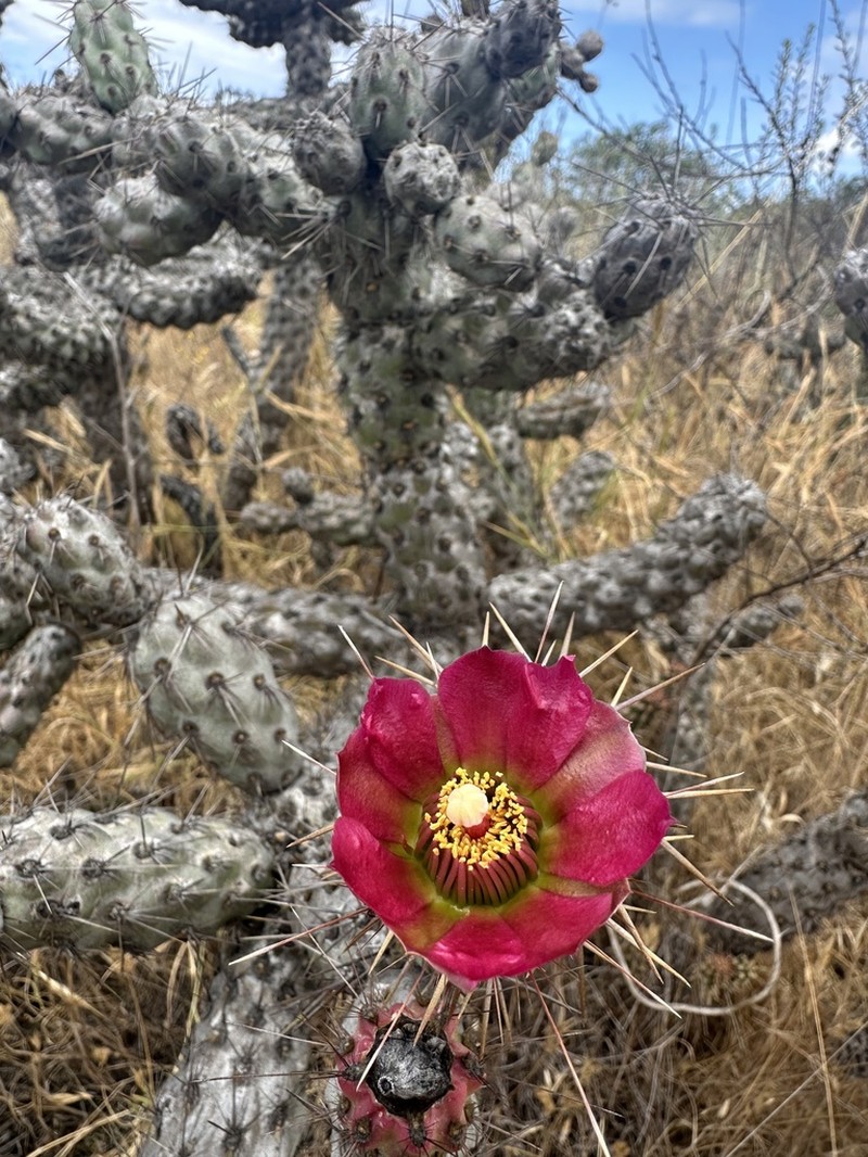 Coastal Cholla photo 6