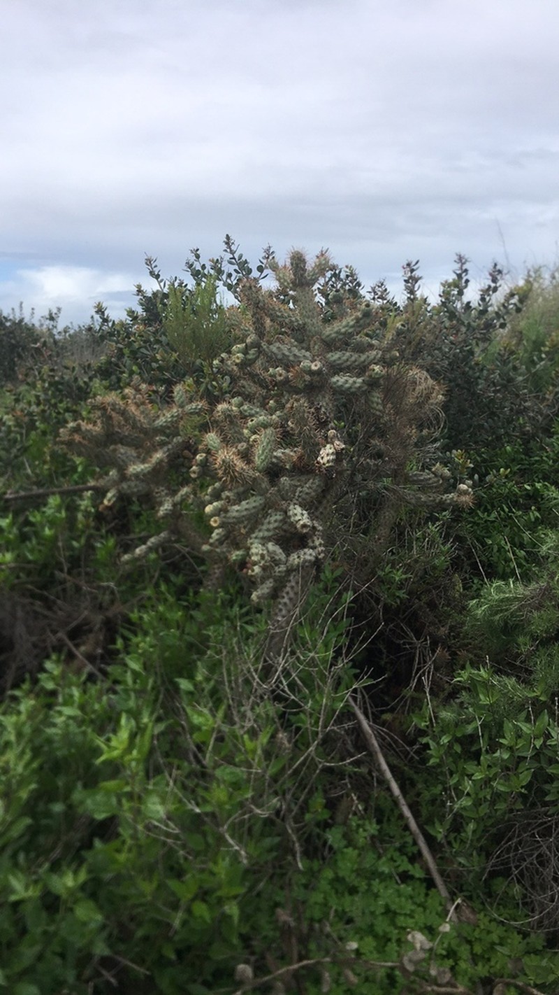 Coastal Cholla photo 7