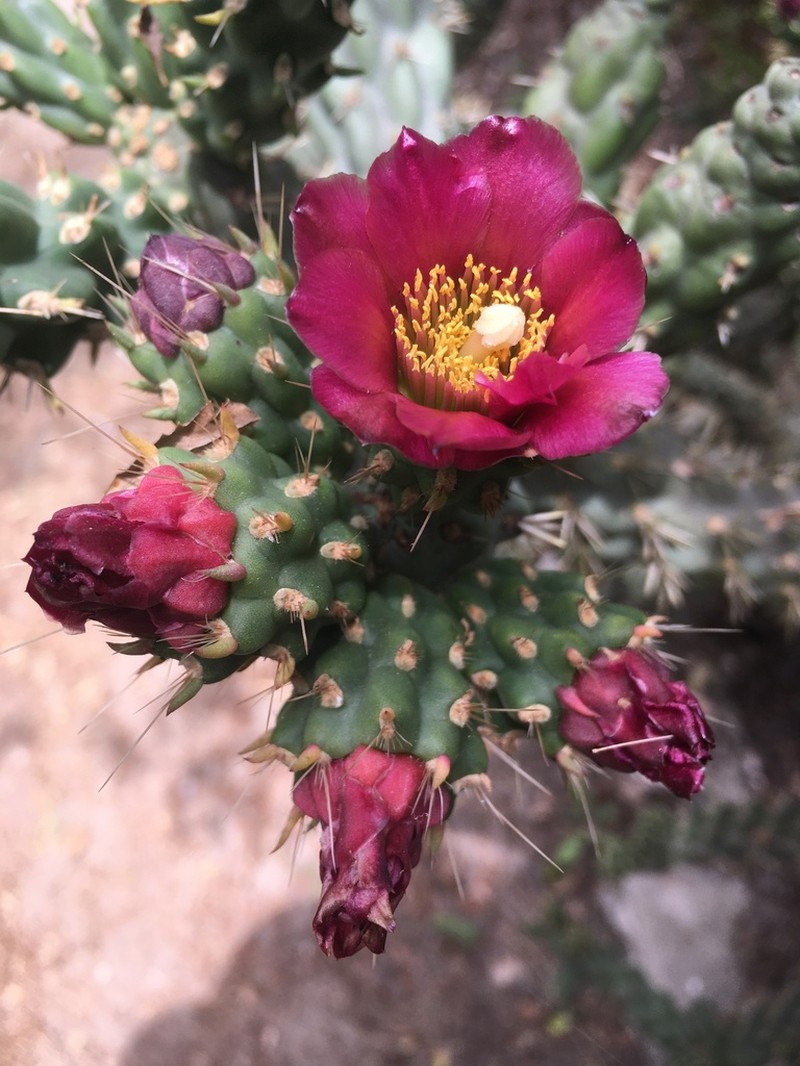 Coastal Cholla photo 8